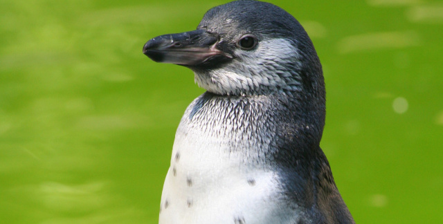 Un pingouin au zoo de Sarrebruck