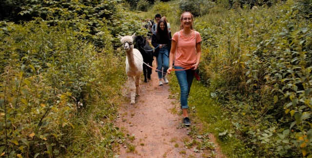 Alpaca hike in the Almet