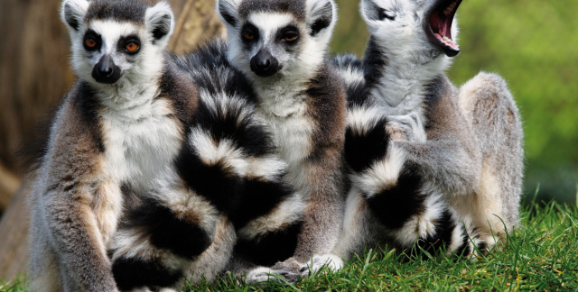 Three ring-tailed lemurs sitting next to each other