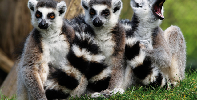 Three ring-tailed lemurs sit next to each other and look to the left