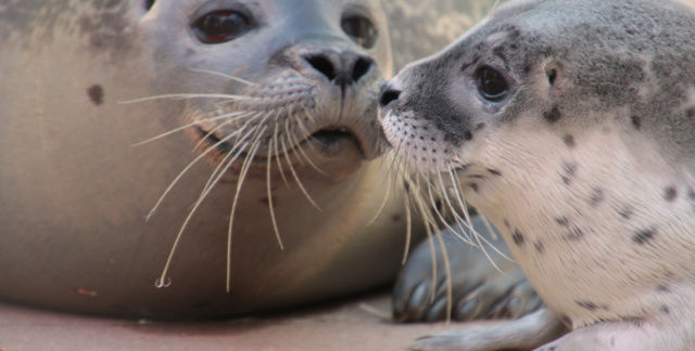 Baby seal Lodde with her mother Lore