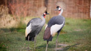 Kronenkraniche Image