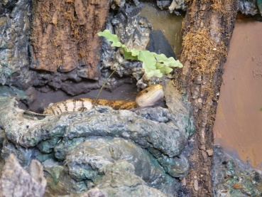 Blauzungenskink Image