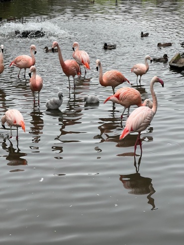 Flamingoküken Saarbrücker Zoo Image